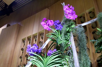 Foto von Pink-blauen Orchideen